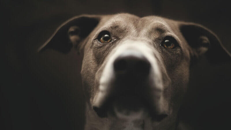 Dog Law