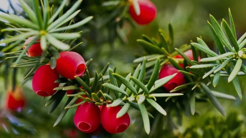 Yew Tree
